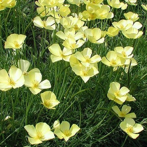 Eschscholzia californica 'Sundew'