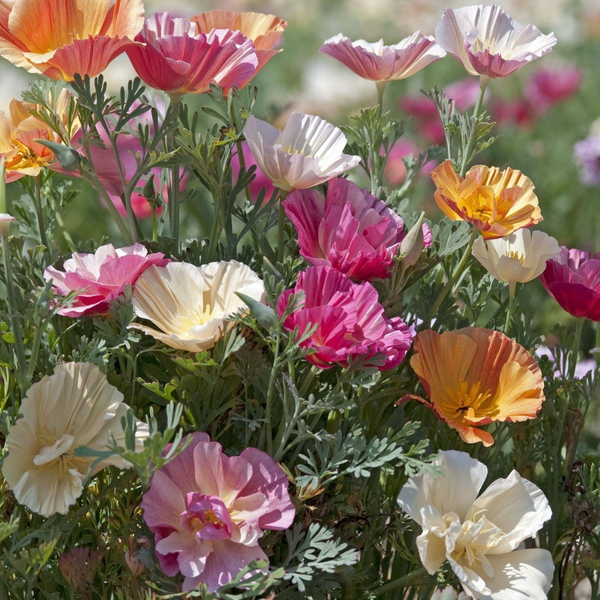 Eschscholzia californica 'Thai Silk Mixed'
