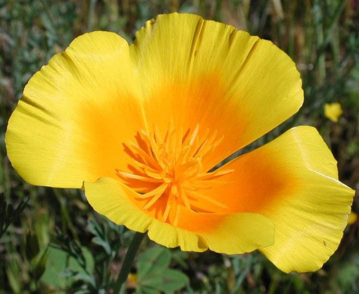 Eschscholzia aurantiaca