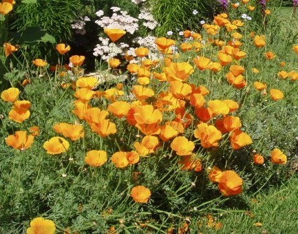 Eschscholzia aurantiaca