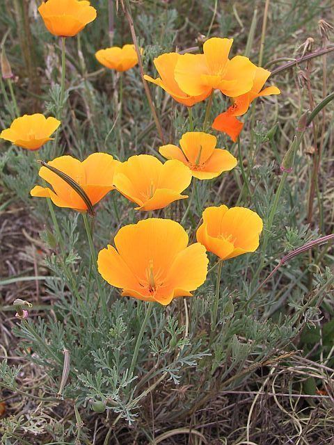 Eschscholzia aurantiaca