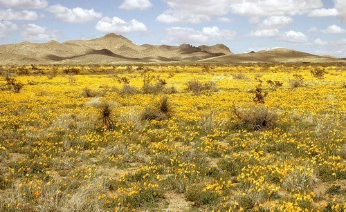 Eschscholzia aurantiaca