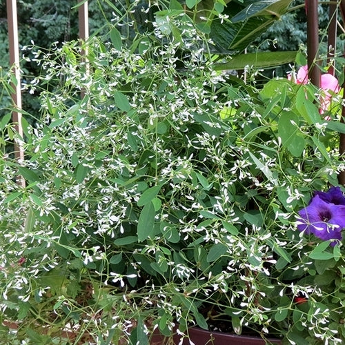 Euphorbia graminea