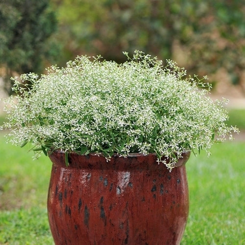 Euphorbia graminea