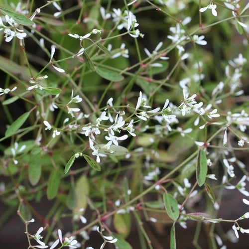 Euphorbia graminea