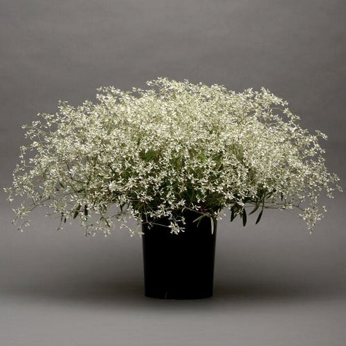 Euphorbia graminea