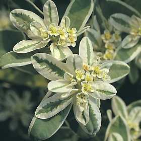 Euphorbia marginata 'Variegata'