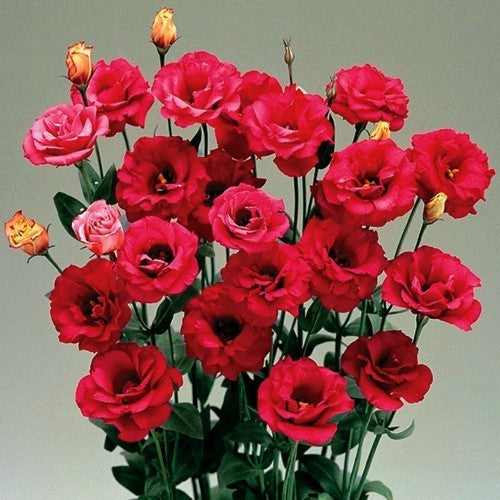 Eustoma exaltum ssp. russelianum 'Mariachi Carmine' F1