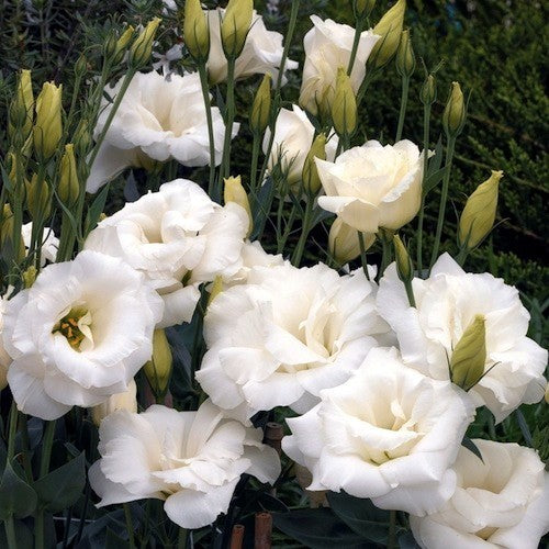 Eustoma exaltum ssp. russelianum 'Mariachi Lime Green' F1