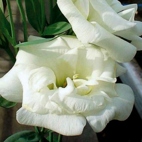 Eustoma exaltum ssp. russelianum 'Mariachi Lime Green' F1