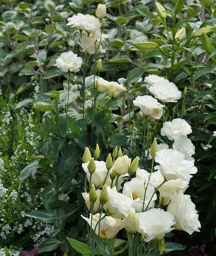 Eustoma exaltum ssp. russelianum 'Mariachi Lime Green' F1