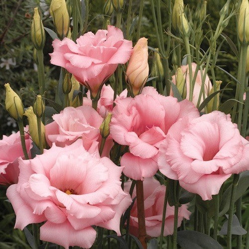 Eustoma exaltum ssp. russelianum 'Mariachi Misty Pink' F1