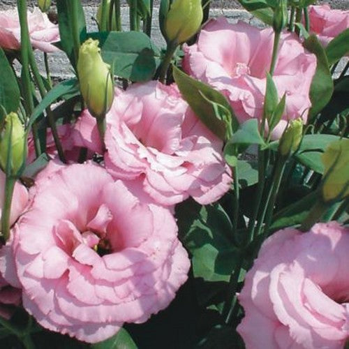 Eustoma exaltum ssp. russelianum 'Mariachi Misty Pink' F1