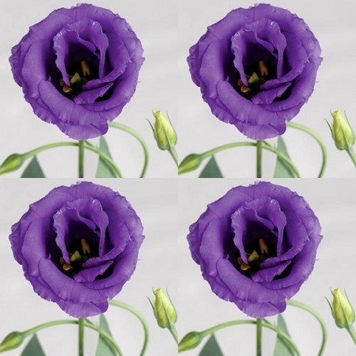 Eustoma exaltum ssp. russelianum 'Mariachi Blue' F1