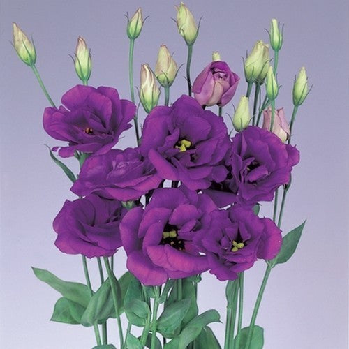 Eustoma exaltum ssp. russelianum 'Mariachi Blue' F1