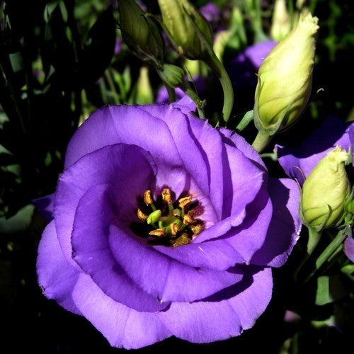 Eustoma exaltum ssp. russelianum 'Mariachi Blue' F1