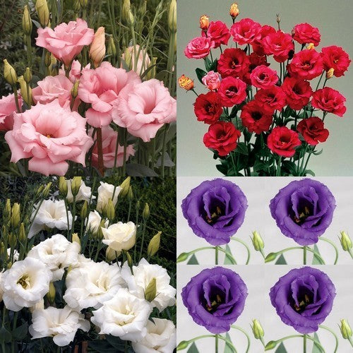 Eustoma exaltum ssp. russelianum Collectie Double Mix