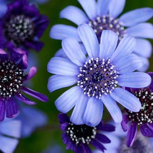 Felicia heterophylla 'The Blues'