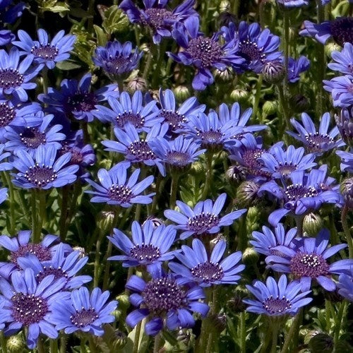 Felicia heterophylla 'The Blues'