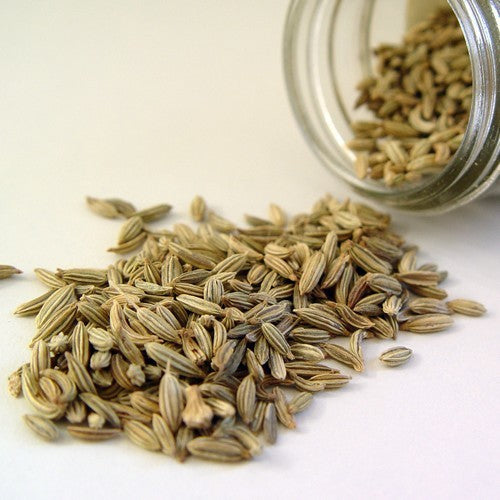 Foeniculum vulgare