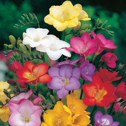 Freesia x hybrida 'Royal Champion Mixed'