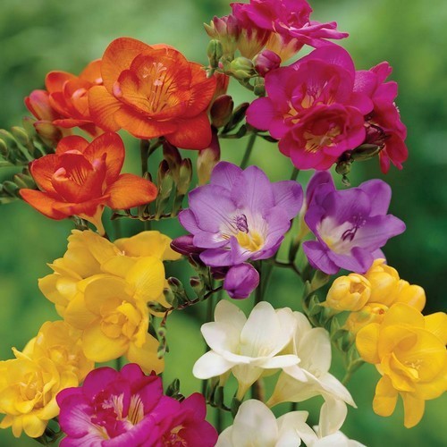 Freesia x hybrida 'Royal Champion Mixed'