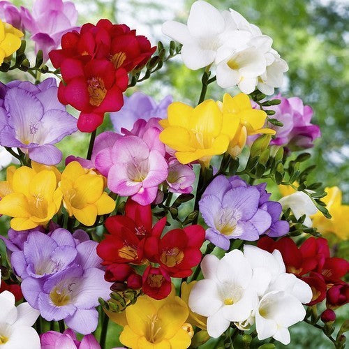 Freesia x hybrida 'Royal Champion Mixed'
