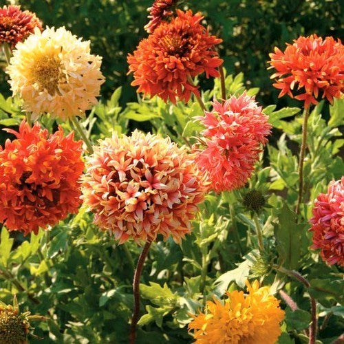 Gaillardia pulchella 'Lorenziana'