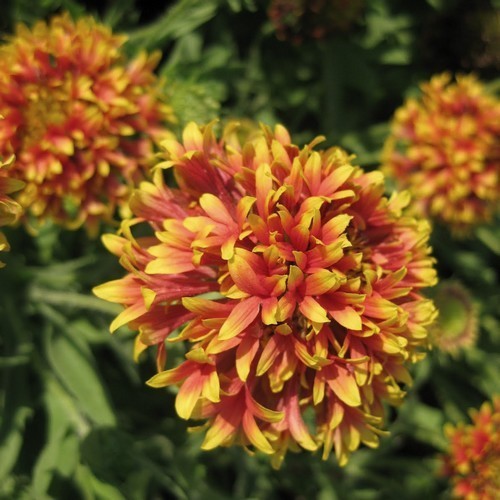 Gaillardia pulchella 'Lorenziana'