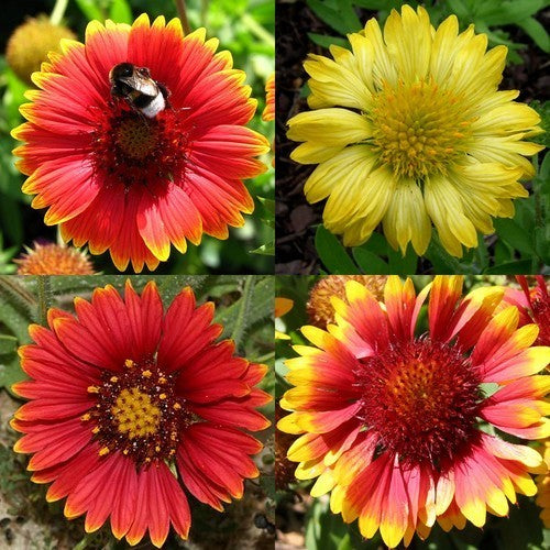 Gaillardia pulchella 'Single Flowered Mixture'