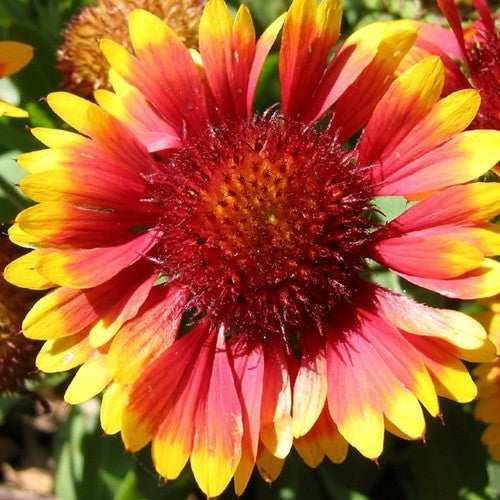 Gaillardia pulchella 'Single Flowered Mixture'