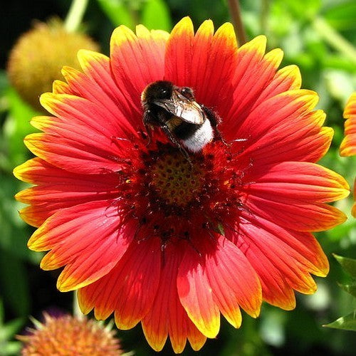 Gaillardia pulchella 'Single Flowered Mixture'