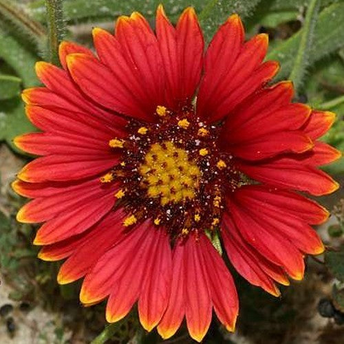 Gaillardia pulchella 'Single Flowered Mixture'