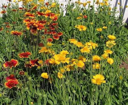 Gaillardia pulchella 'Single Flowered Mixture'