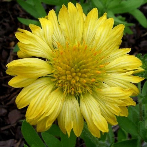 Gaillardia pulchella 'Single Flowered Mixture'