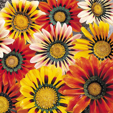 Gazania rigens 'Sunshine Mixed'