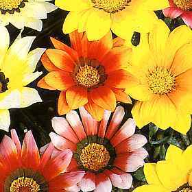 Gazania rigens 'Sunshine Mixed'