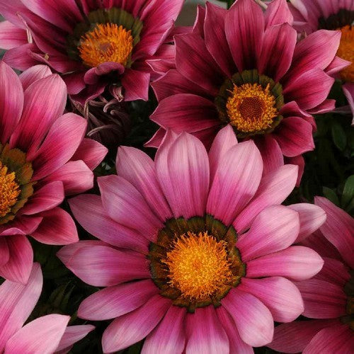 Gazania rigens 'Daybreak Pink Shade' F1