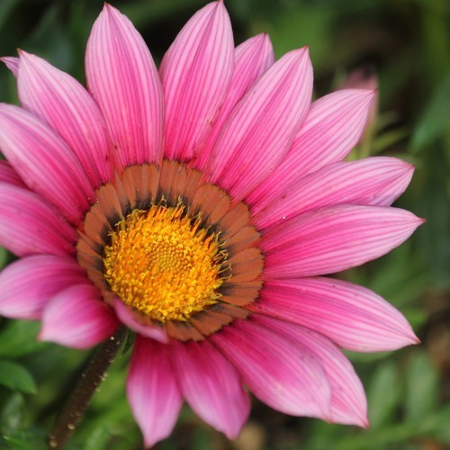 Gazania rigens 'Daybreak Pink Shade' F1