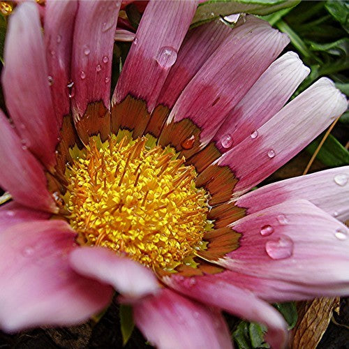 Gazania rigens 'Daybreak Pink Shade' F1