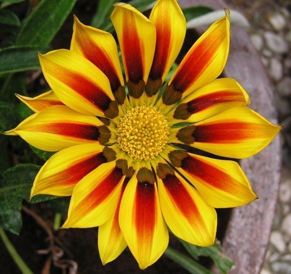 Gazania rigens 'Daybreak Red Stripe' F1