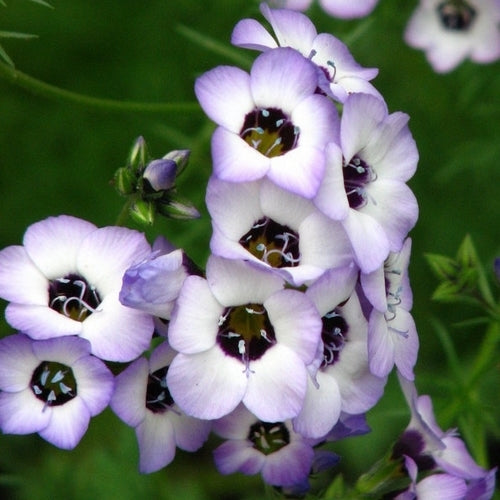 Gilia tricolor 'Birds Eyes'