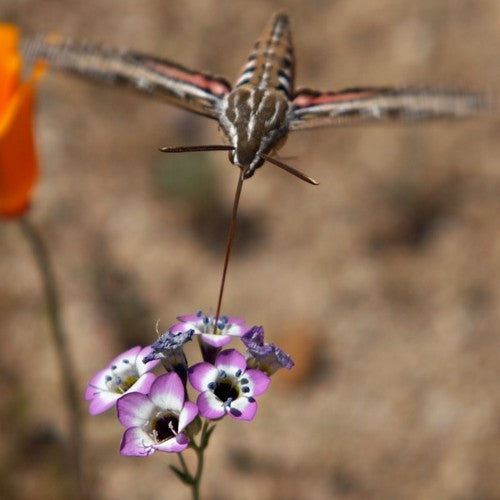 Gilia tricolor 'Birds Eyes'
