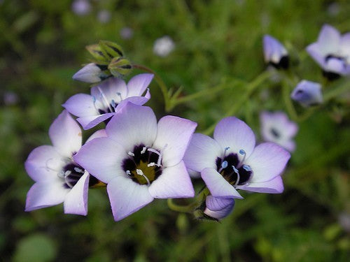 Gilia tricolor 'Birds Eyes'