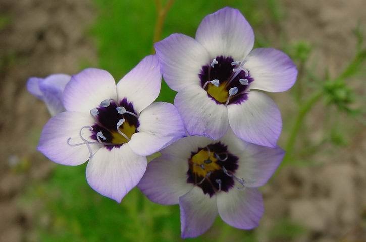 Gilia tricolor 'Birds Eyes'