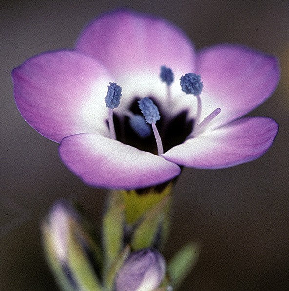 Gilia tricolor 'Birds Eyes'
