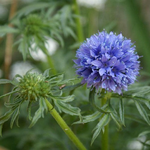 Gilia capitata