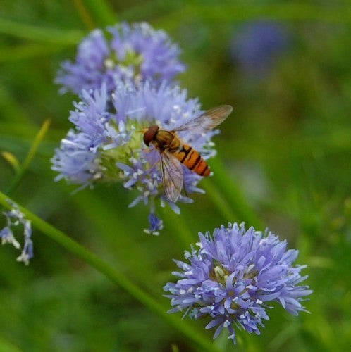 Gilia capitata