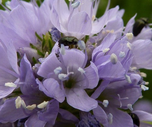 Gilia capitata