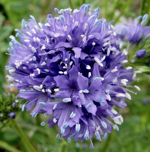 Gilia capitata